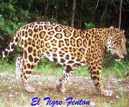 ElTigreFenton-Belize-CMiller-Titled-Web