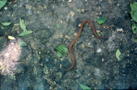 BrownSnake-Belize